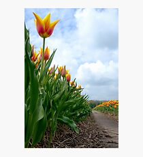 Tulips Photographic Print