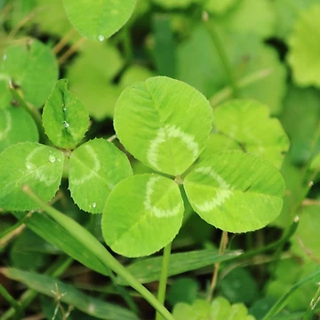 Artwork thumbnail, Spring Clover Morning by Michael Keeter