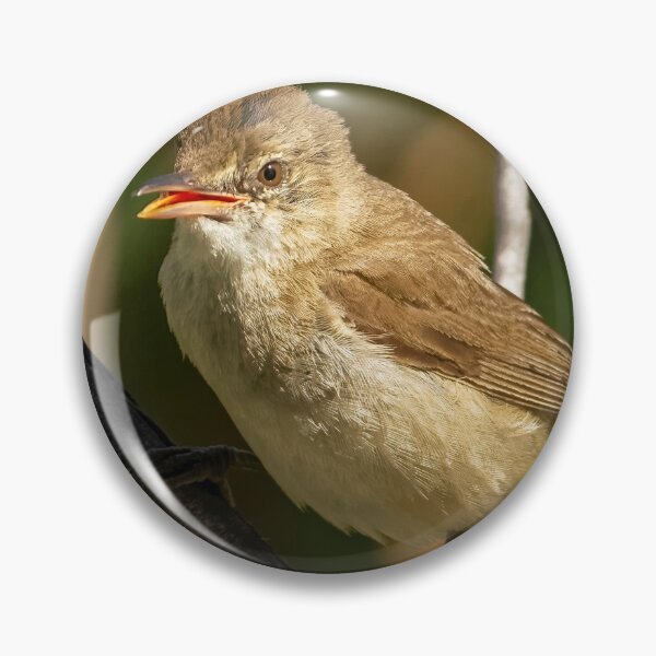 Item preview, Juvenile Reed Warbler designed and sold by David  Hibberd.