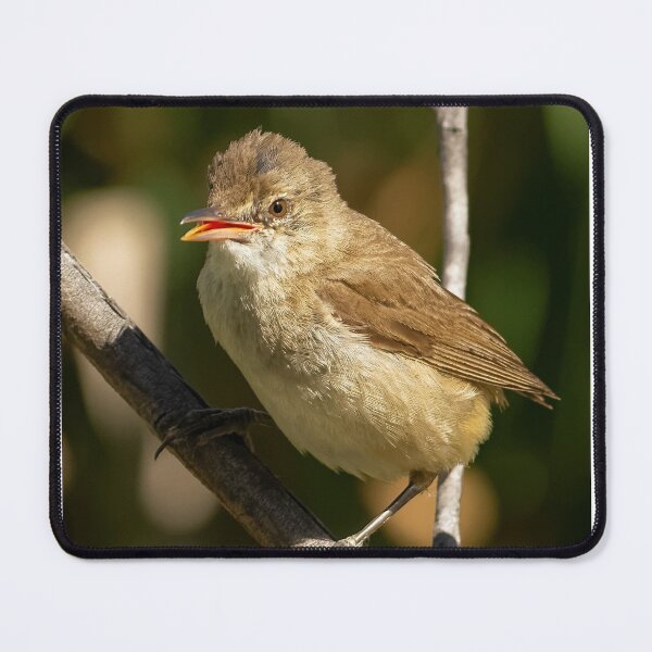 Item preview, Juvenile Reed Warbler designed and sold by David  Hibberd.
