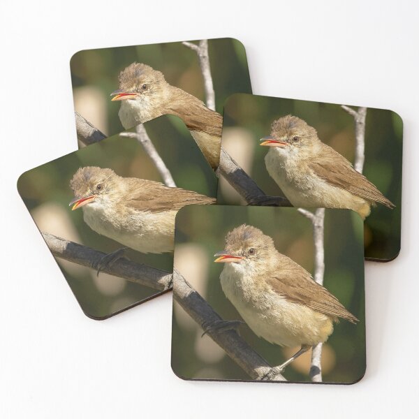 Item preview, Juvenile Reed Warbler designed and sold by David  Hibberd.