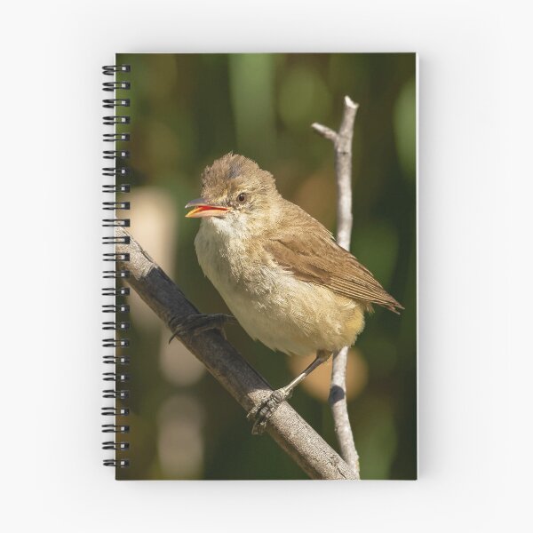 Item preview, Juvenile Reed Warbler designed and sold by David  Hibberd.