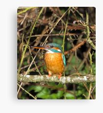 Female Kingfisher Canvas Print