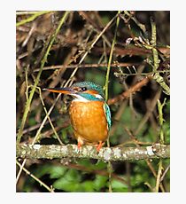 Female Kingfisher Photographic Print