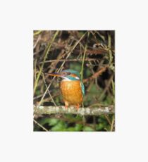 Female Kingfisher Art Board