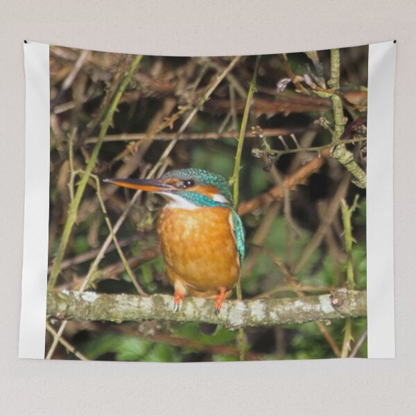 Item preview, Female Kingfisher  designed and sold by David. C.A. Le Quelenec.