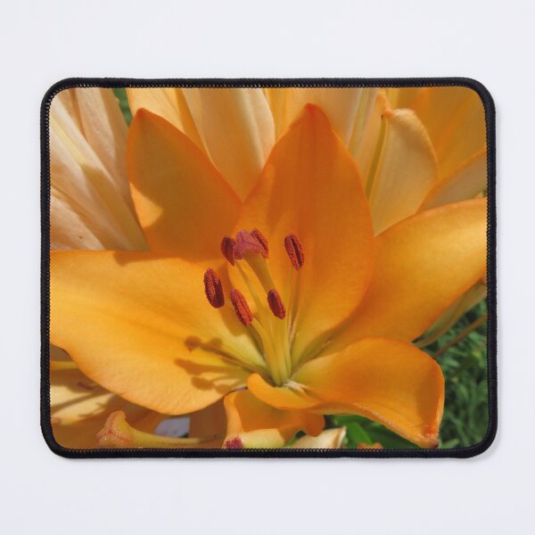 Item preview, Orange Lily in Bloom designed and sold by SillaHoekstra.
