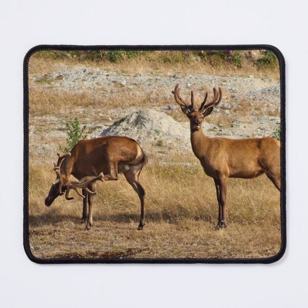 Item preview, NZ Red Deer Stags with Antlers  designed and sold by Louisa Sahin.