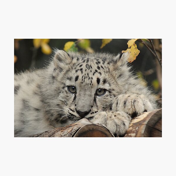 Item preview, Snow Leopard Cub designed and sold by Brad F.