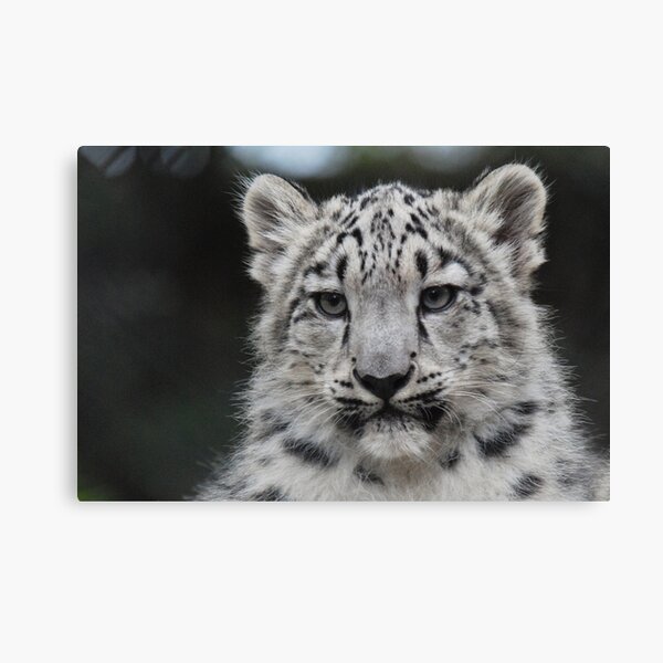 Snow Leopard Cub Canvas Print