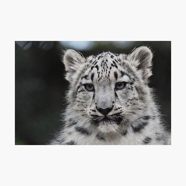 Item preview, Snow Leopard Cub designed and sold by Brad F.