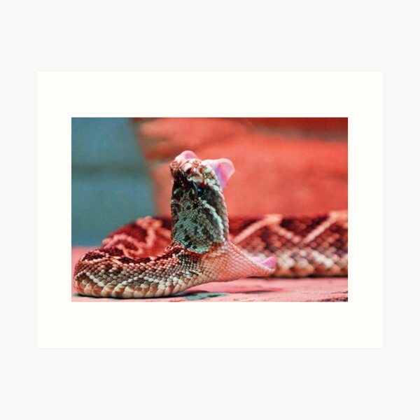 Rattle Snake Art Print