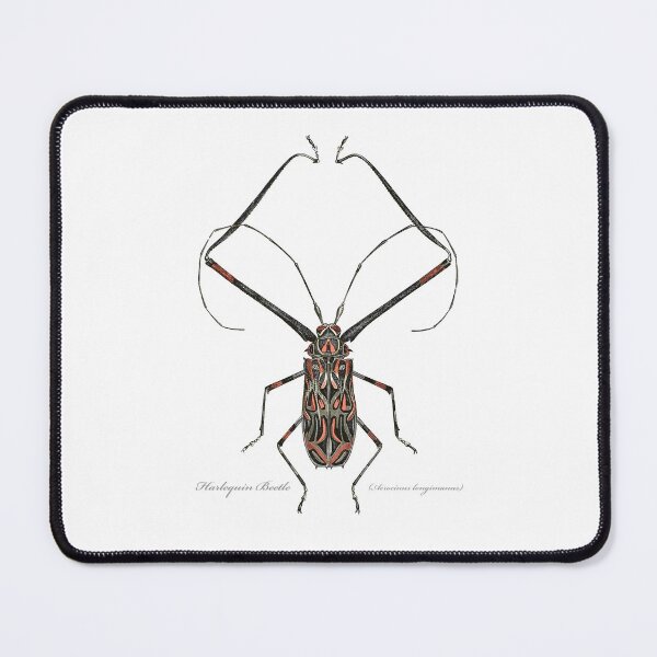 Item preview, Harlequin Beetle etching designed and sold by 40degreesSouth.