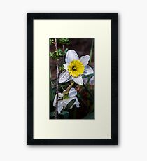 Contrasting Nature Framed Print