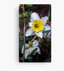 Contrasting Nature Canvas Print