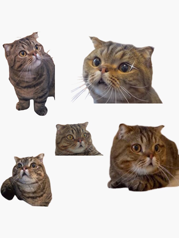 "Lulu the cat" Sticker by Meghaachar1234 Redbubble