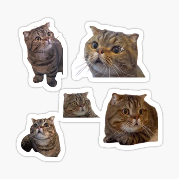 "Lulu the cat" Sticker by Meghaachar1234 Redbubble