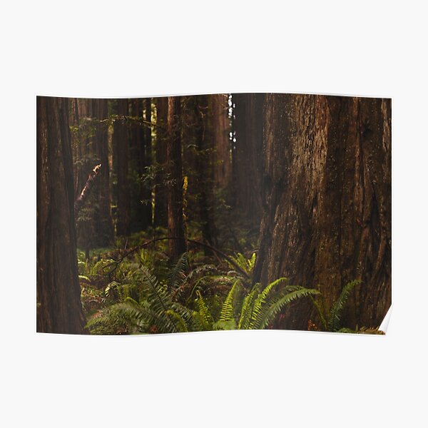 Ferns and Redwoods Poster