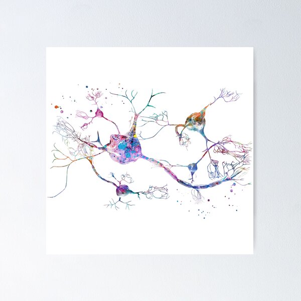 Neurotransmitters Neuron Synapse Poster