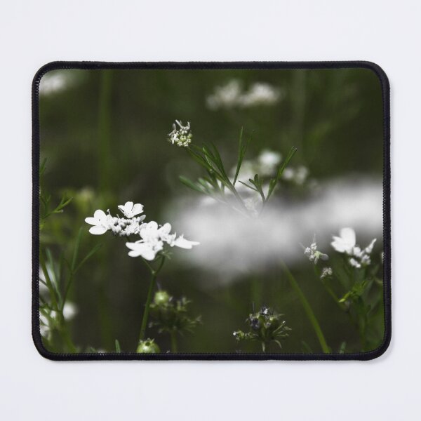 Item preview, coriander flower. designed and sold by Nino rocha fotografia.