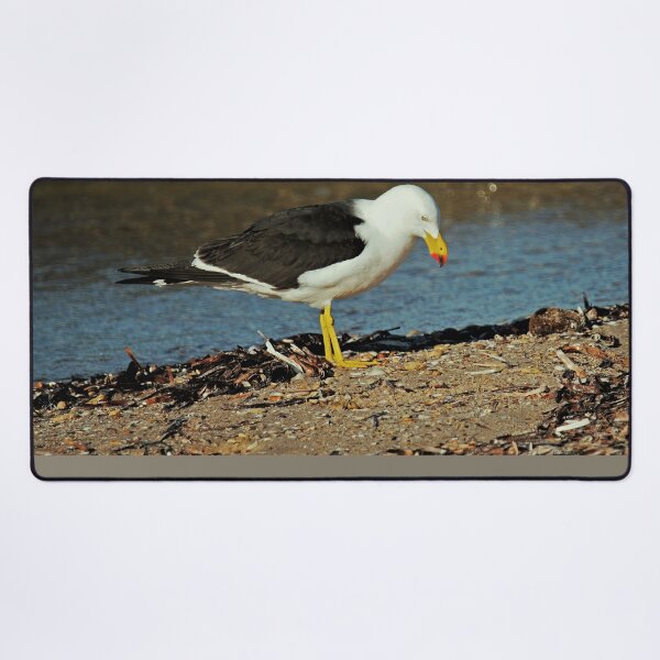 Item preview, Sunlight touches the wave behind a Pacific Gull on the shoreline designed and sold by imaginethis.