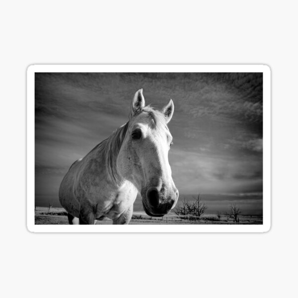 Our Mare Stormy Sticker