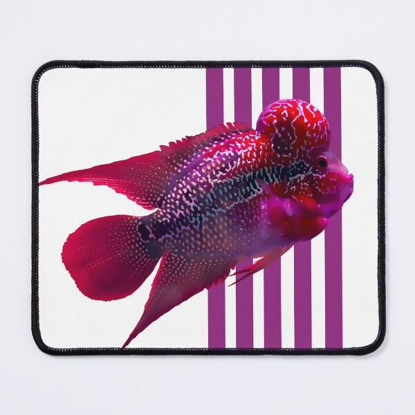 Item preview, Flowerhorn designed and sold by GFishy.