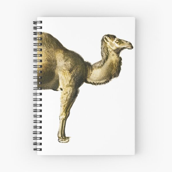 Item preview, Vintage Camel Illustration by Charles Dessalines D Orbigny designed and sold by Happy-Trails.