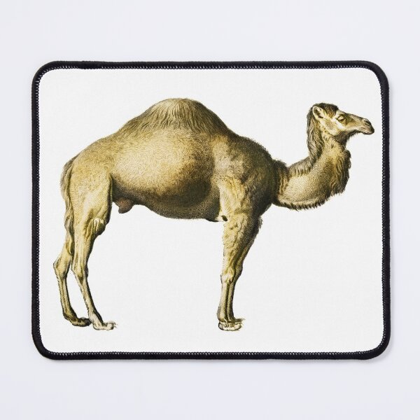 Item preview, Vintage Camel Illustration by Charles Dessalines D Orbigny designed and sold by Happy-Trails.