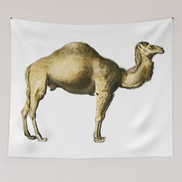 Item preview, Vintage Camel Illustration by Charles Dessalines D Orbigny designed and sold by Happy-Trails.