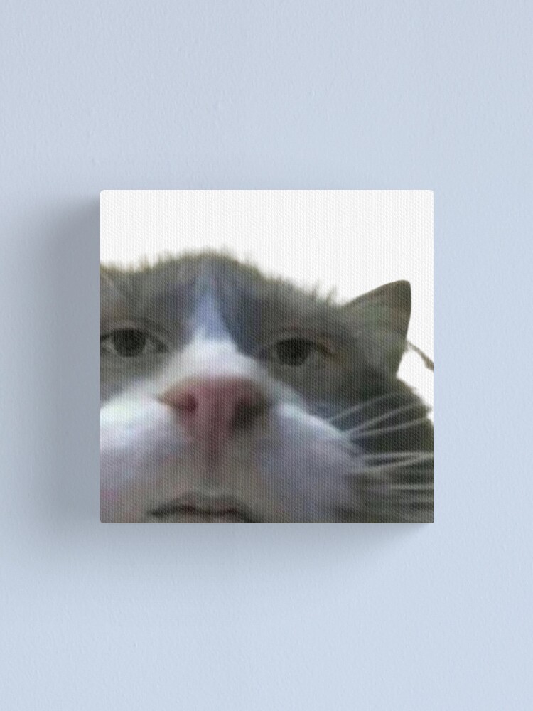cursed cat meme cursed cat meme