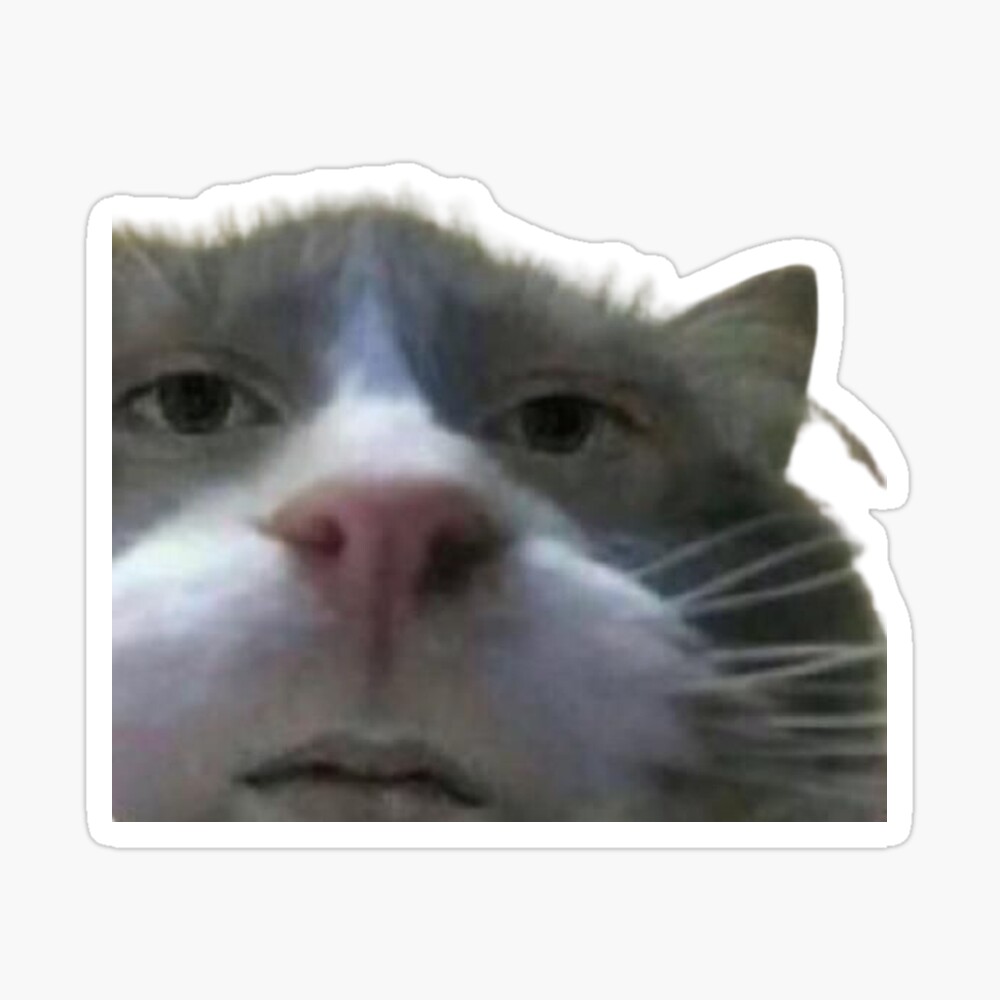 Cursed cat memes