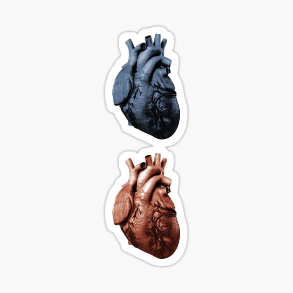 Heart Human Heart Sticker For Sale By Hattem Redbubble