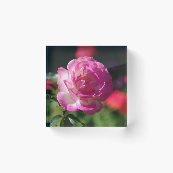 Item preview, Rose designed and sold by Rainy.