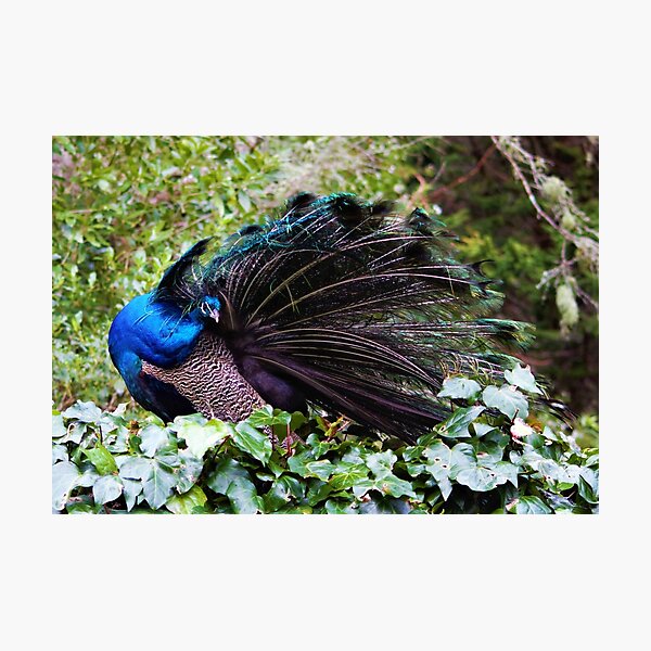 Item preview, Peacock designed and sold by Louisa Sahin.