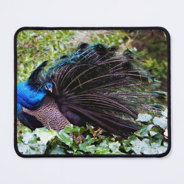 Item preview, Peacock designed and sold by Louisa Sahin.
