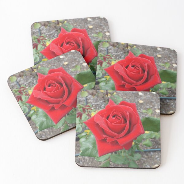 Item preview, Red Rose in flower designed and sold by Louisa Sahin.