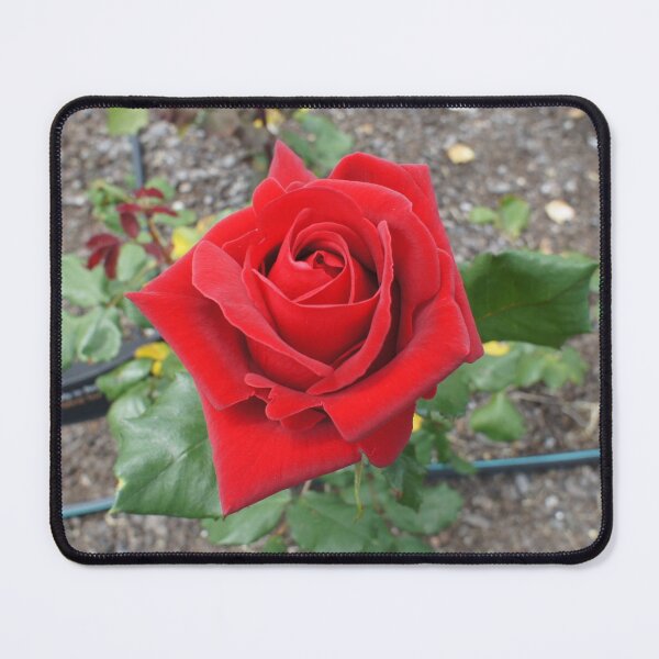 Item preview, Red Rose in flower designed and sold by Louisa Sahin.