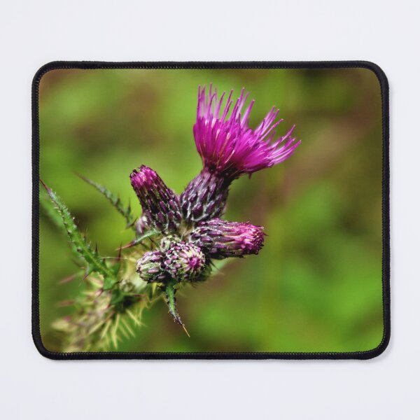 Item preview, Thistle in flower designed and sold by Louisa Sahin.