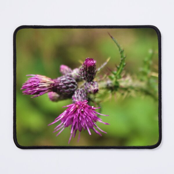 Item preview, Thistle in flower designed and sold by Louisa Sahin.