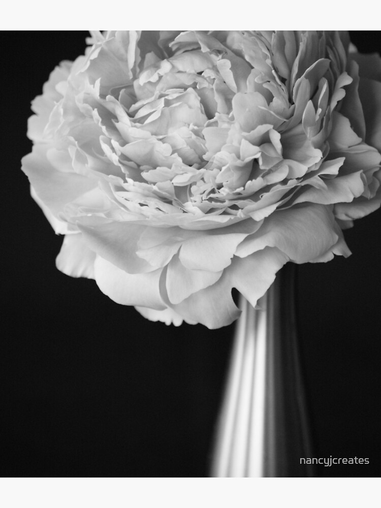 Portrait of a Peony by nancyjcreates
