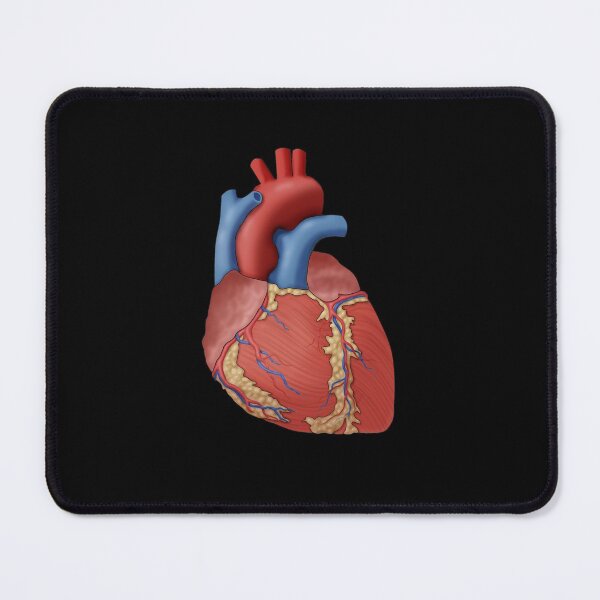 Item preview, Medical Illustration of the Anatomy of the Human Heart, Illustration designed and sold by ScienceSource.