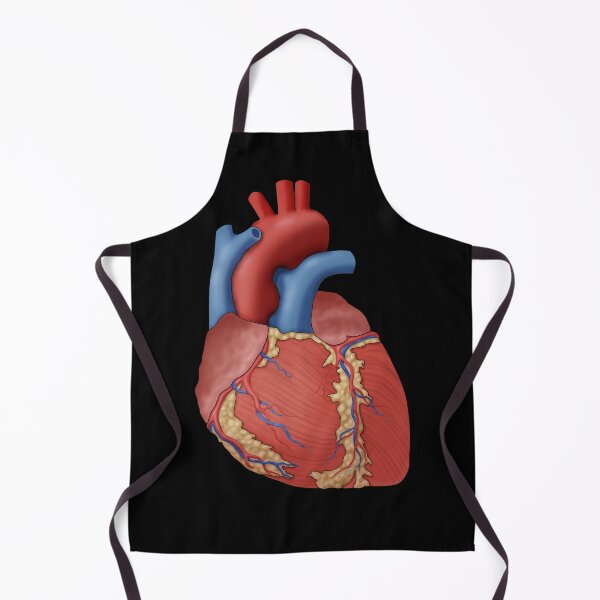 Item preview, Medical Illustration of the Anatomy of the Human Heart, Illustration designed and sold by ScienceSource.