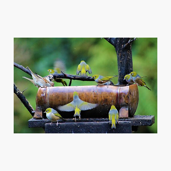 Item preview, Waxeye birds at feeder designed and sold by Louisa Sahin.