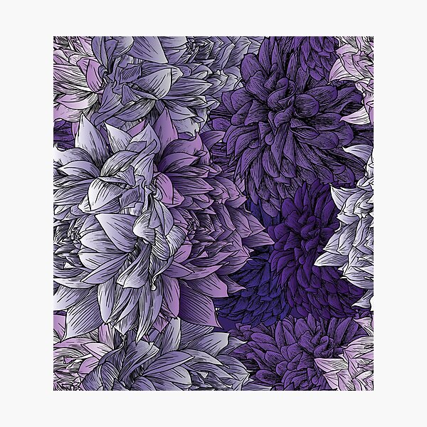 Purple Dahlias Photographic Print