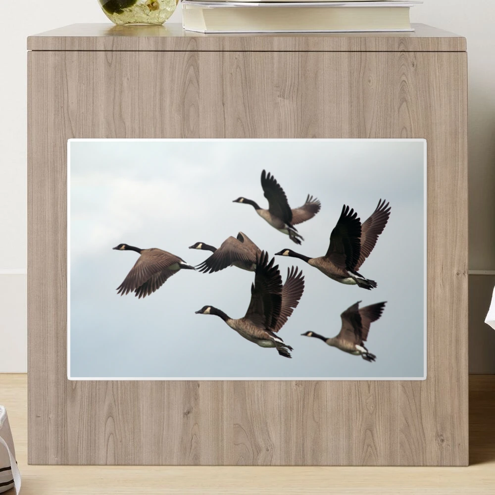 Canada Geese In Flight Big Honkers, Copious Defecators