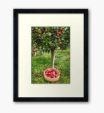 Full basket near apple tree Framed Print