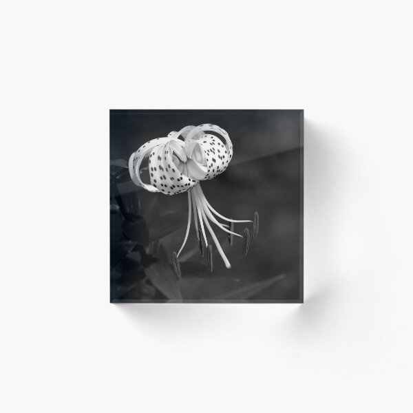 Turk's Cap Lily In Black And White Acrylic Block