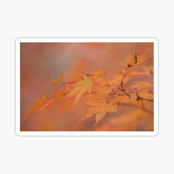 Japanese Maple Sticker