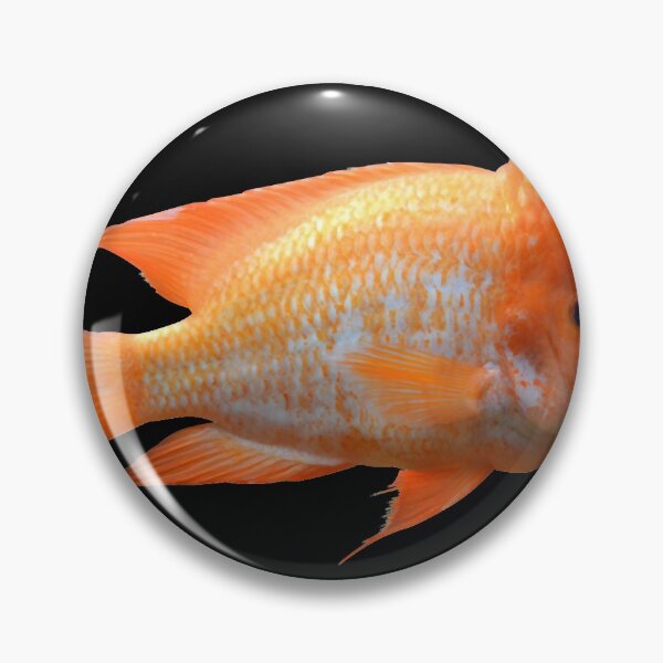 Item preview, Midas Cichlid Essential T-Shirt designed and sold by NancyNewell.